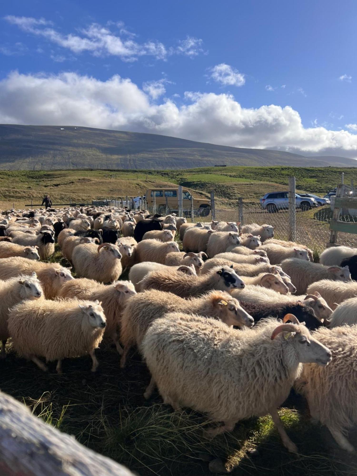 Stora-Asgeirsa Horse Farm Stay Vithigerthi Eksteriør billede