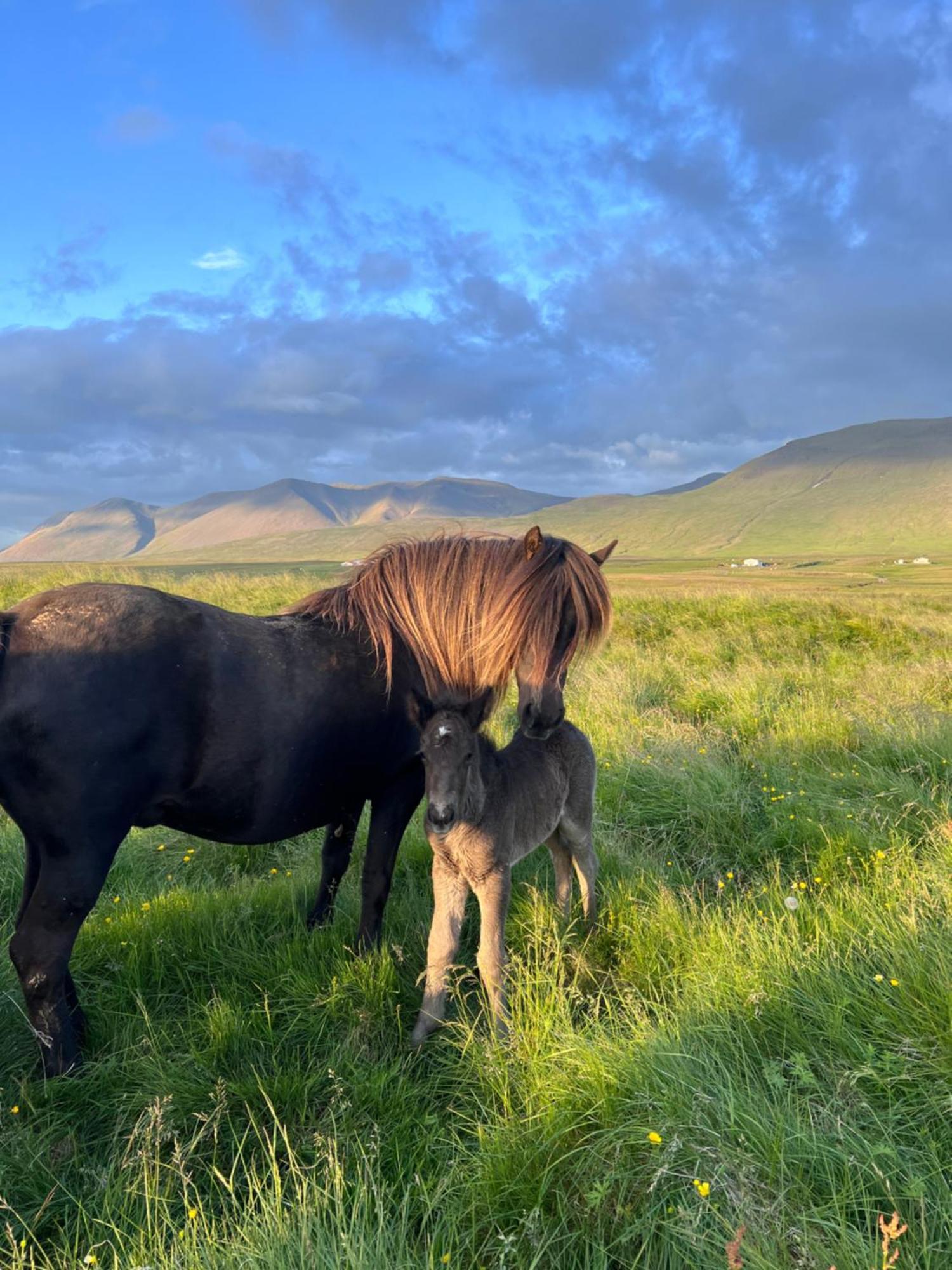Stora-Asgeirsa Horse Farm Stay Vithigerthi Eksteriør billede